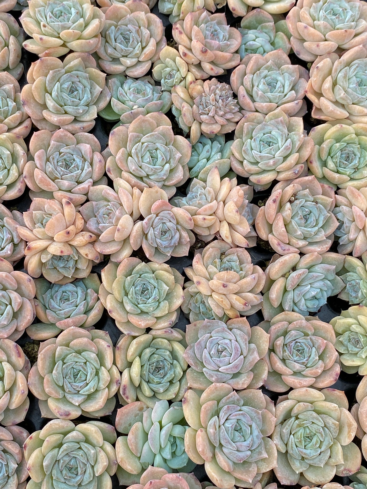 多肉植物 ヤマサユキ 105株セット 品番AB0175