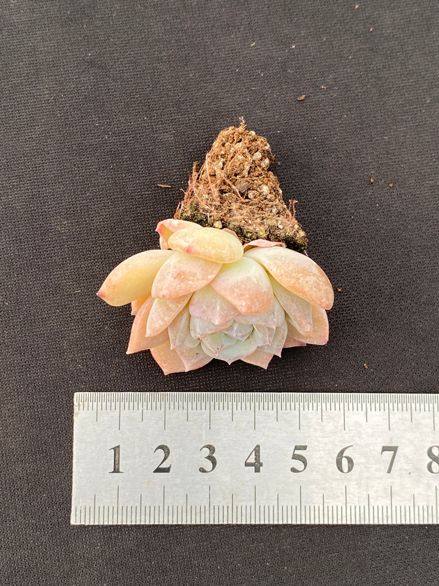 多肉植物 ヤマサユキ 105株セット 品番AB0175