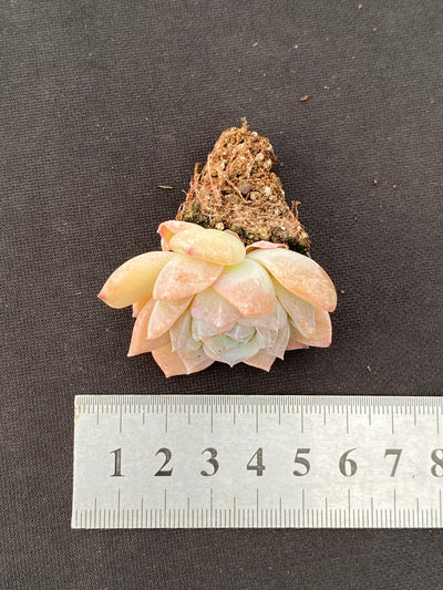 多肉植物 ヤマサユキ 105株セット 品番AB0175