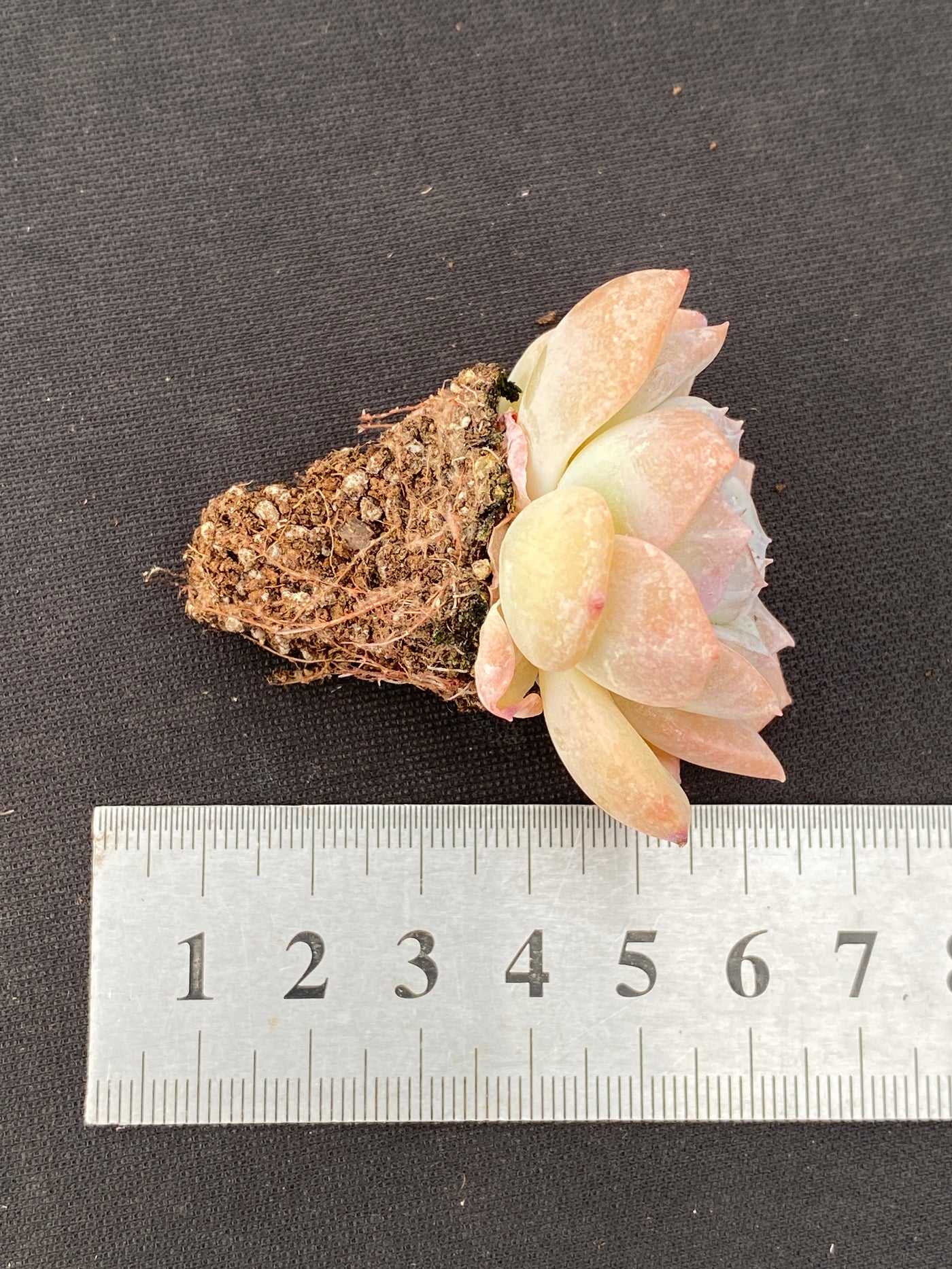 多肉植物 ヤマサユキ 105株セット 品番AB0175