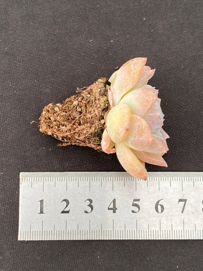 多肉植物 ヤマサユキ 105株セット 品番AB0175