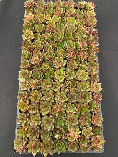 多肉植物 ノーマドクラウド 105株セット 品番AB0171