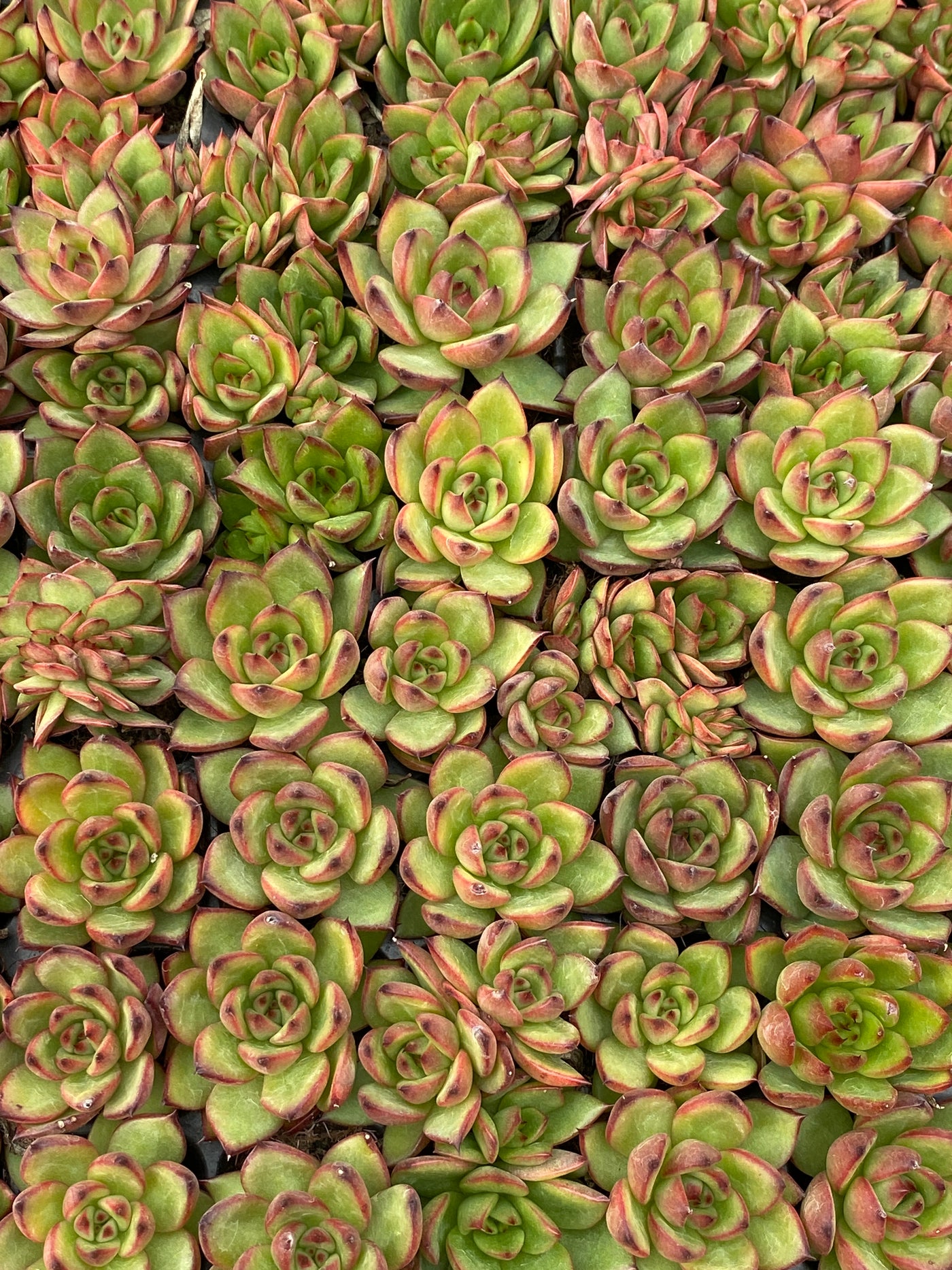 多肉植物 ノーマドクラウド 105株セット 品番AB0171
