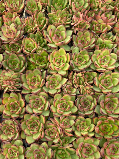 多肉植物 ノーマドクラウド 105株セット 品番AB0171