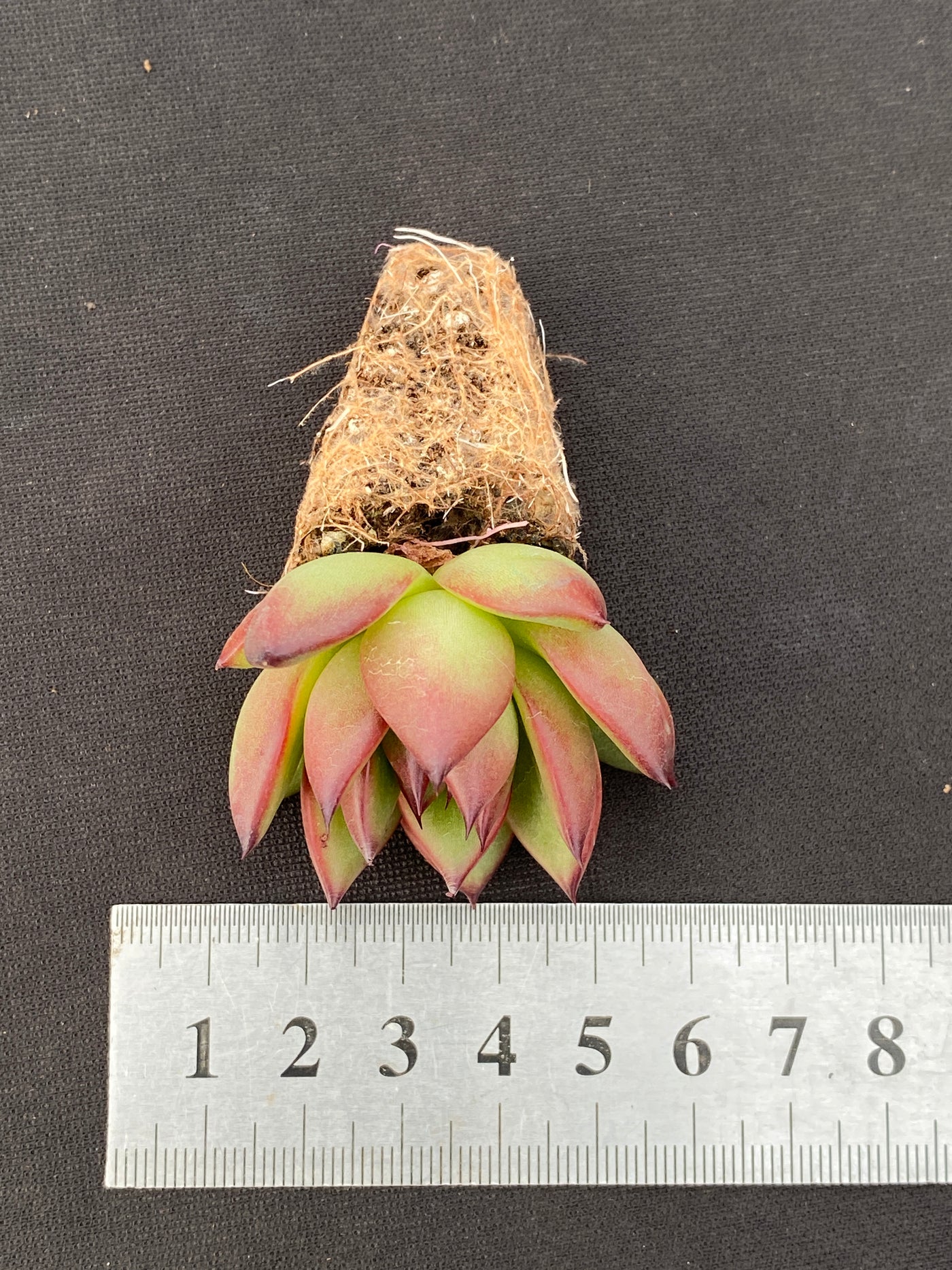 多肉植物 ノーマドクラウド 105株セット 品番AB0171
