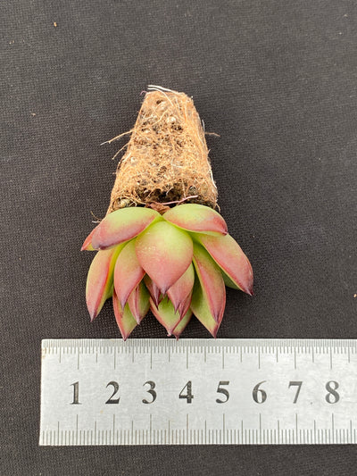 多肉植物 ノーマドクラウド 105株セット 品番AB0171