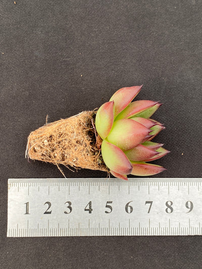 多肉植物 ノーマドクラウド 105株セット 品番AB0171