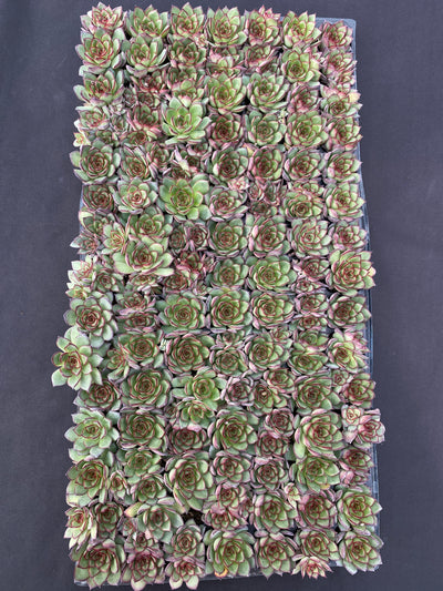 多肉植物 ヤキビ 105株セット 品番AB0169
