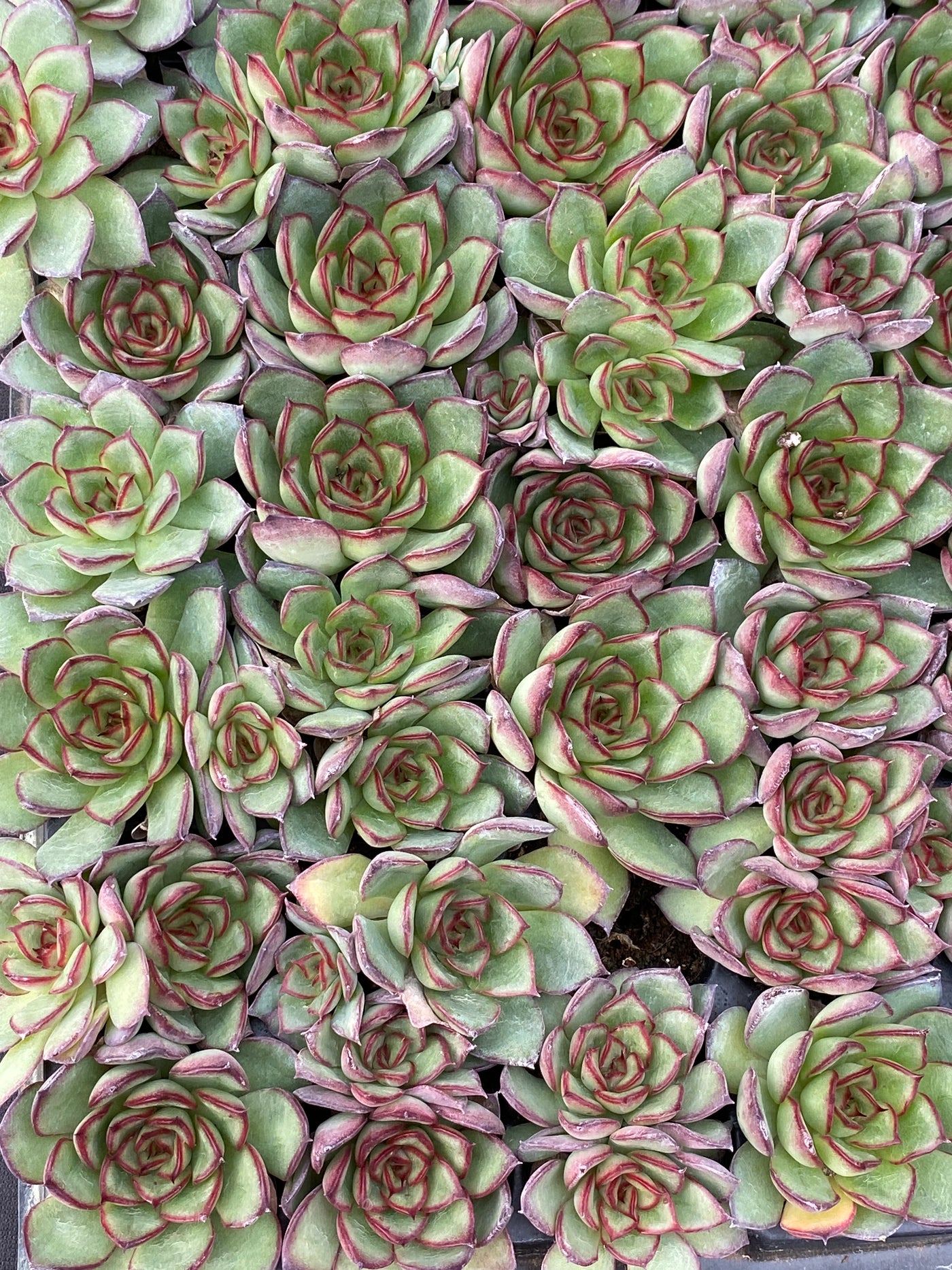 多肉植物 ヤキビ 105株セット 品番AB0169
