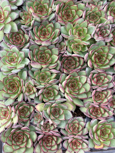 多肉植物 ヤキビ 105株セット 品番AB0169