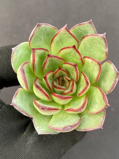 多肉植物 ヤキビ 105株セット 品番AB0169