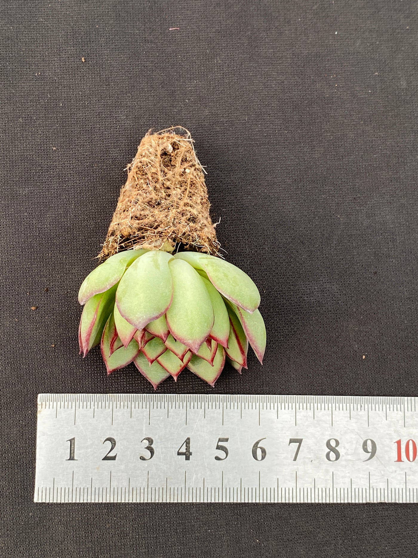 多肉植物 ヤキビ 105株セット 品番AB0169