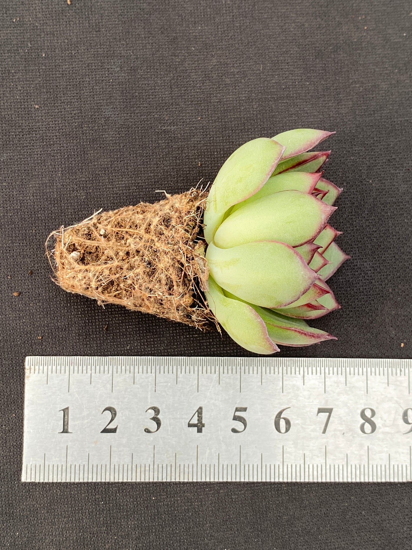 多肉植物 ヤキビ 105株セット 品番AB0169