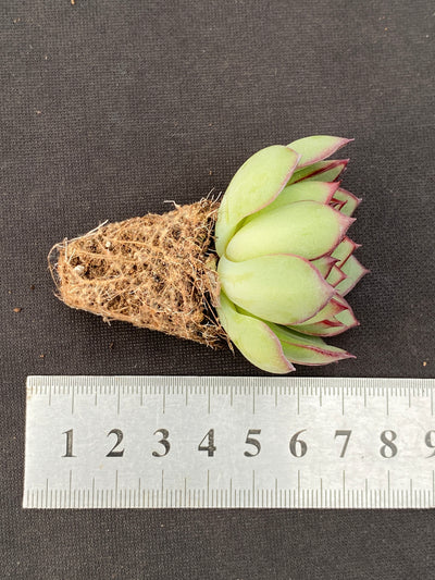 多肉植物 ヤキビ 105株セット 品番AB0169