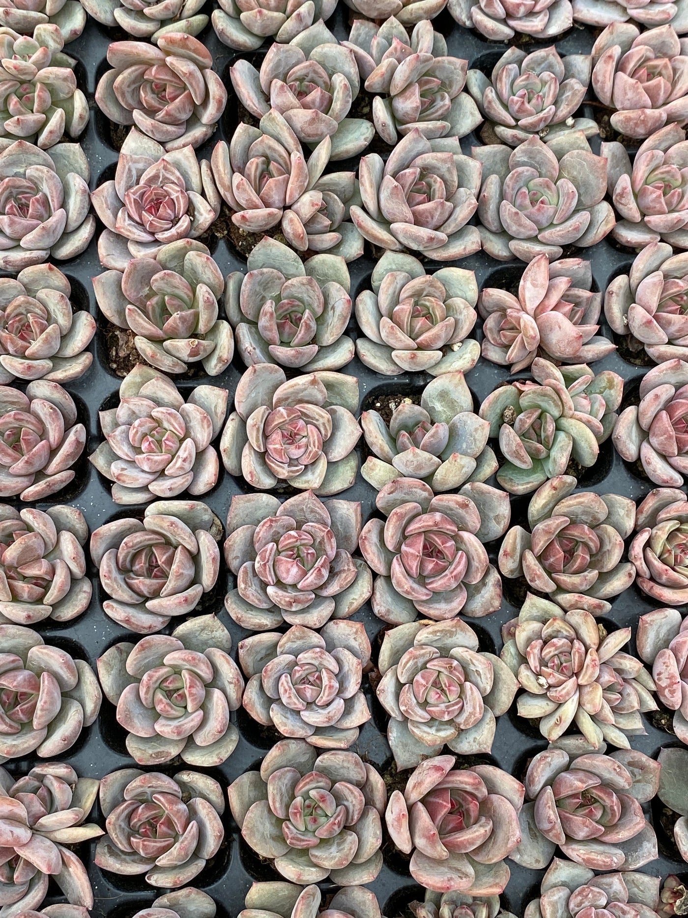 多肉植物 Qオレンジ 105株セット 品番AB0163