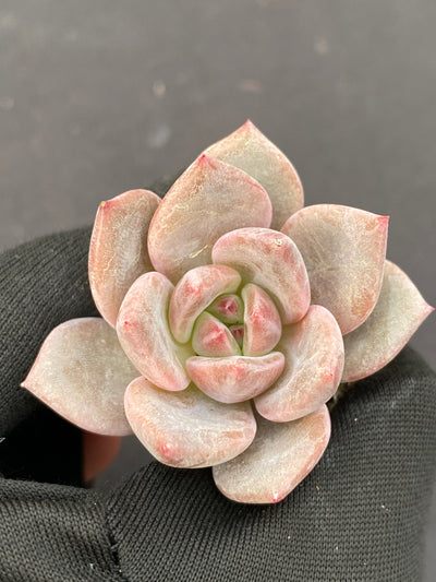 多肉植物 Qオレンジ 105株セット 品番AB0163