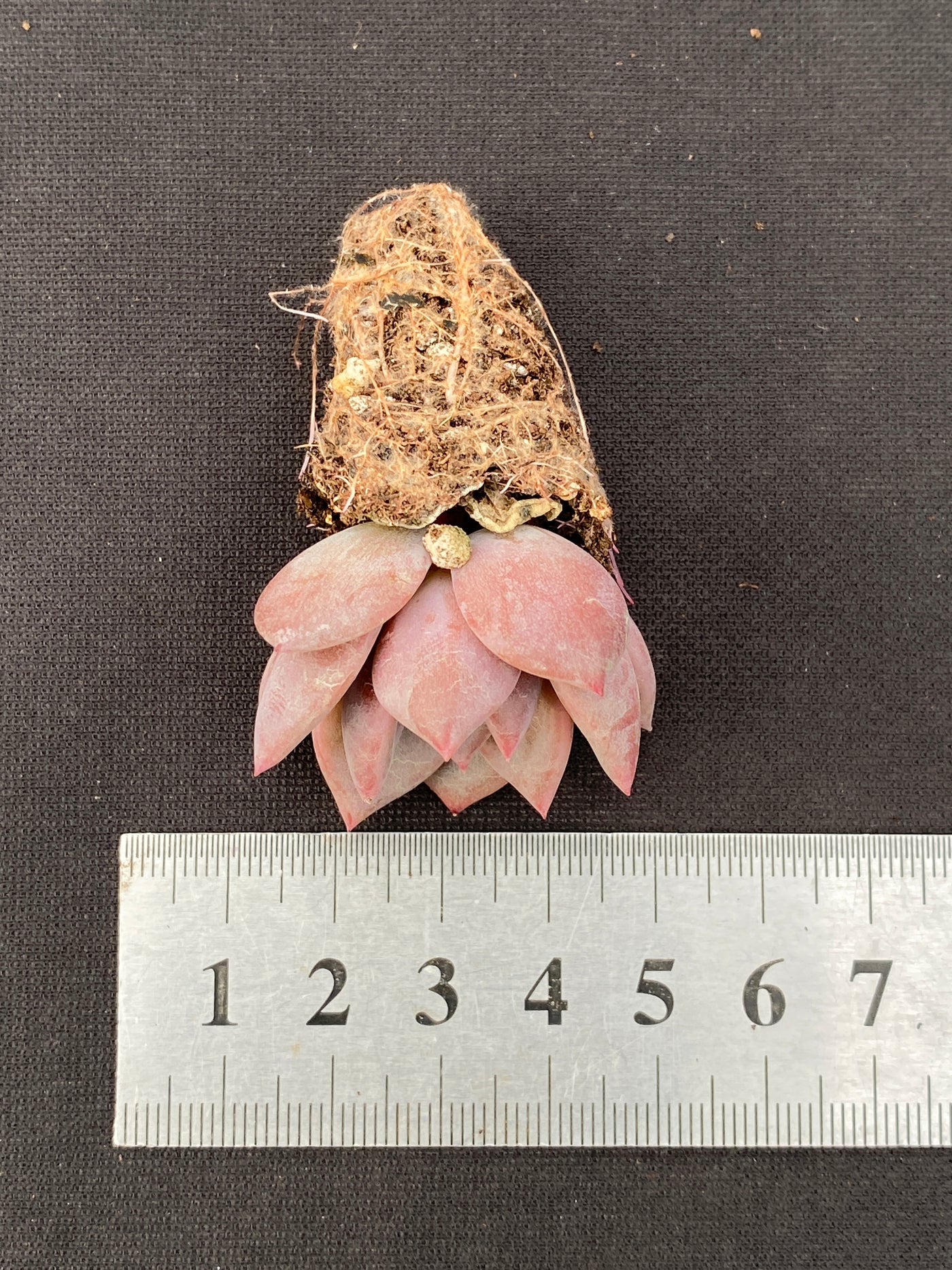 多肉植物 Qオレンジ 105株セット 品番AB0163