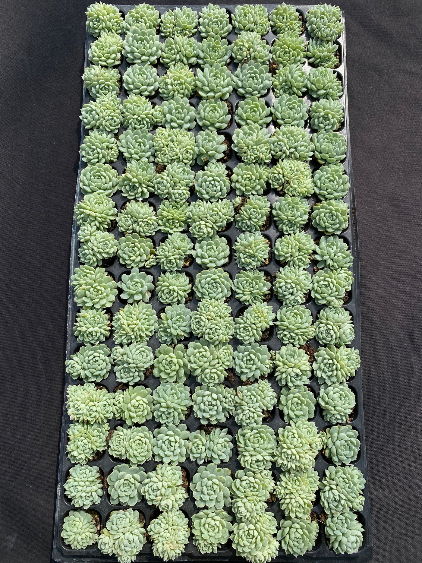 多肉植物 ヨウシキュウ 105株セット 品番AB0148
