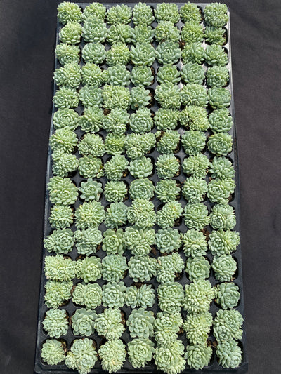 多肉植物 ヨウシキュウ 105株セット 品番AB0148