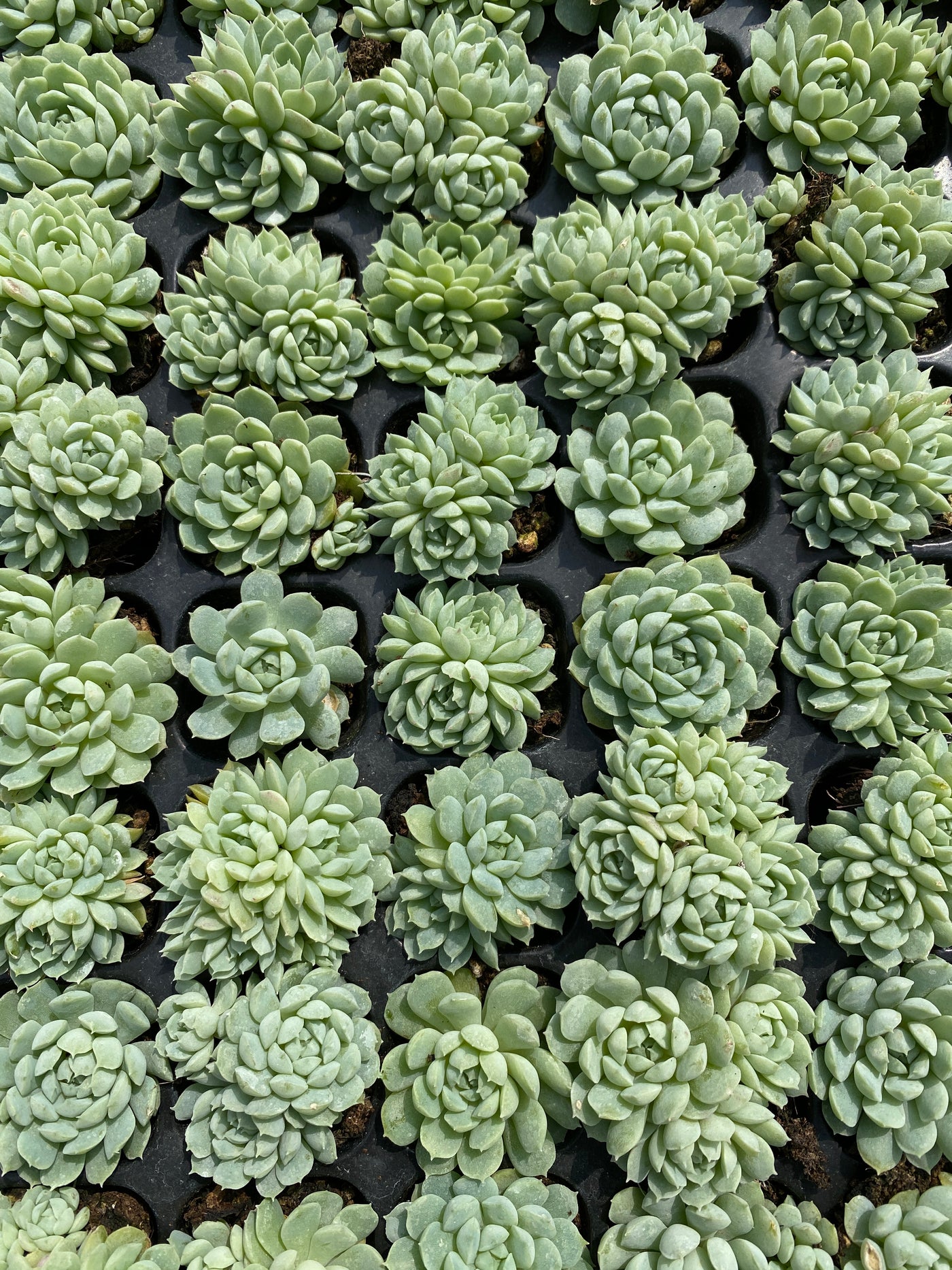 多肉植物 ヨウシキュウ 105株セット 品番AB0148
