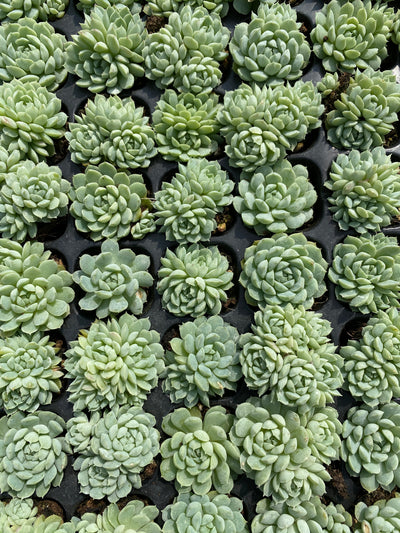 多肉植物 ヨウシキュウ 105株セット 品番AB0148