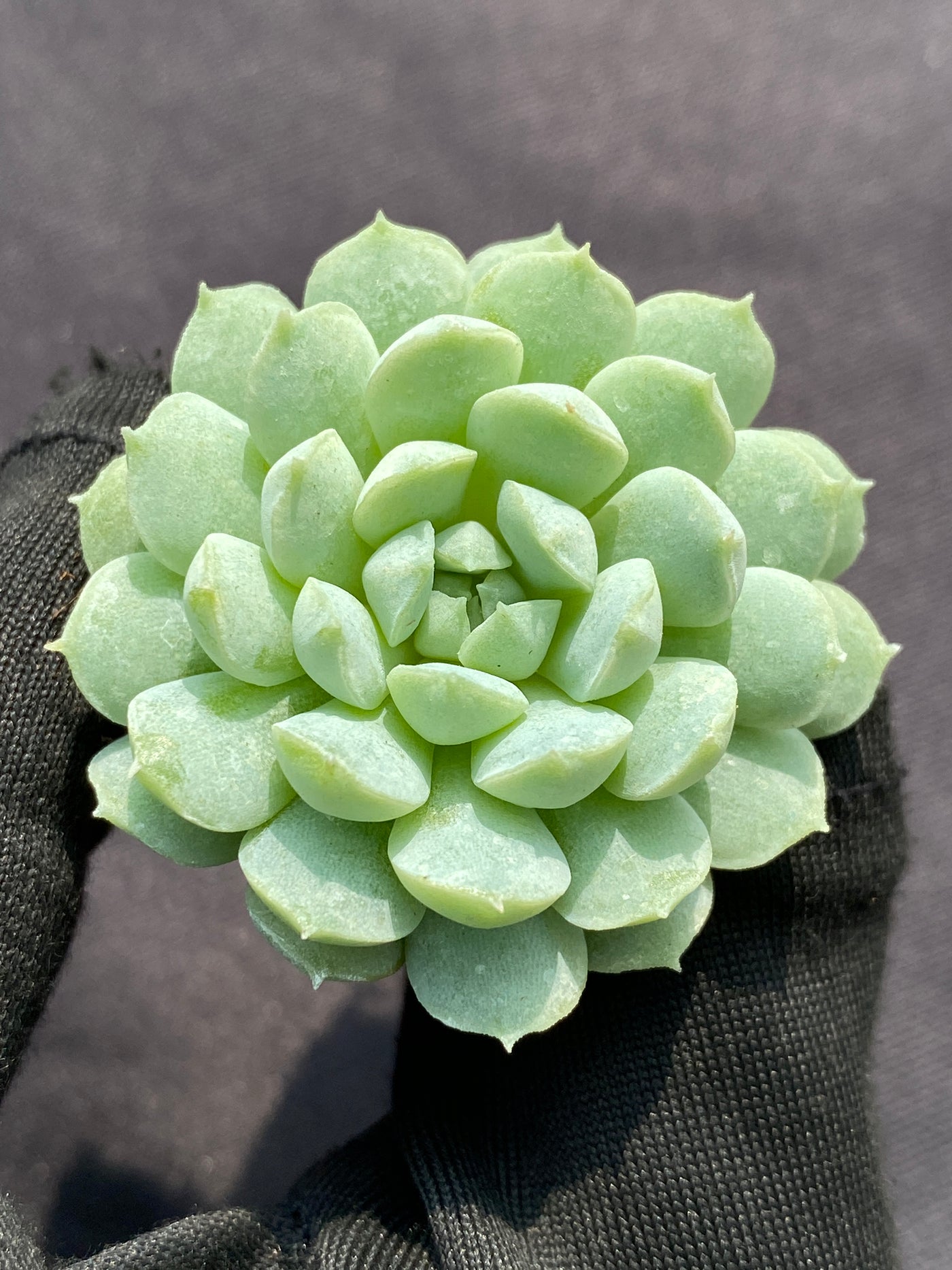多肉植物 ヨウシキュウ 105株セット 品番AB0148