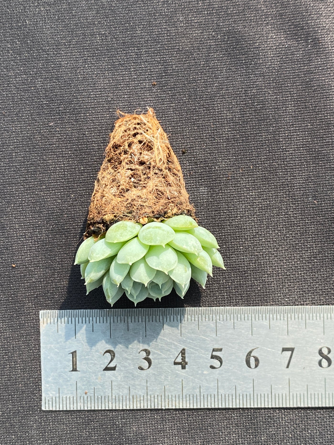 多肉植物 ヨウシキュウ 105株セット 品番AB0148