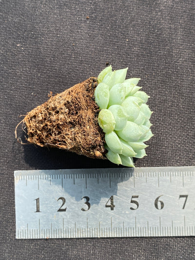 多肉植物 ヨウシキュウ 105株セット 品番AB0148