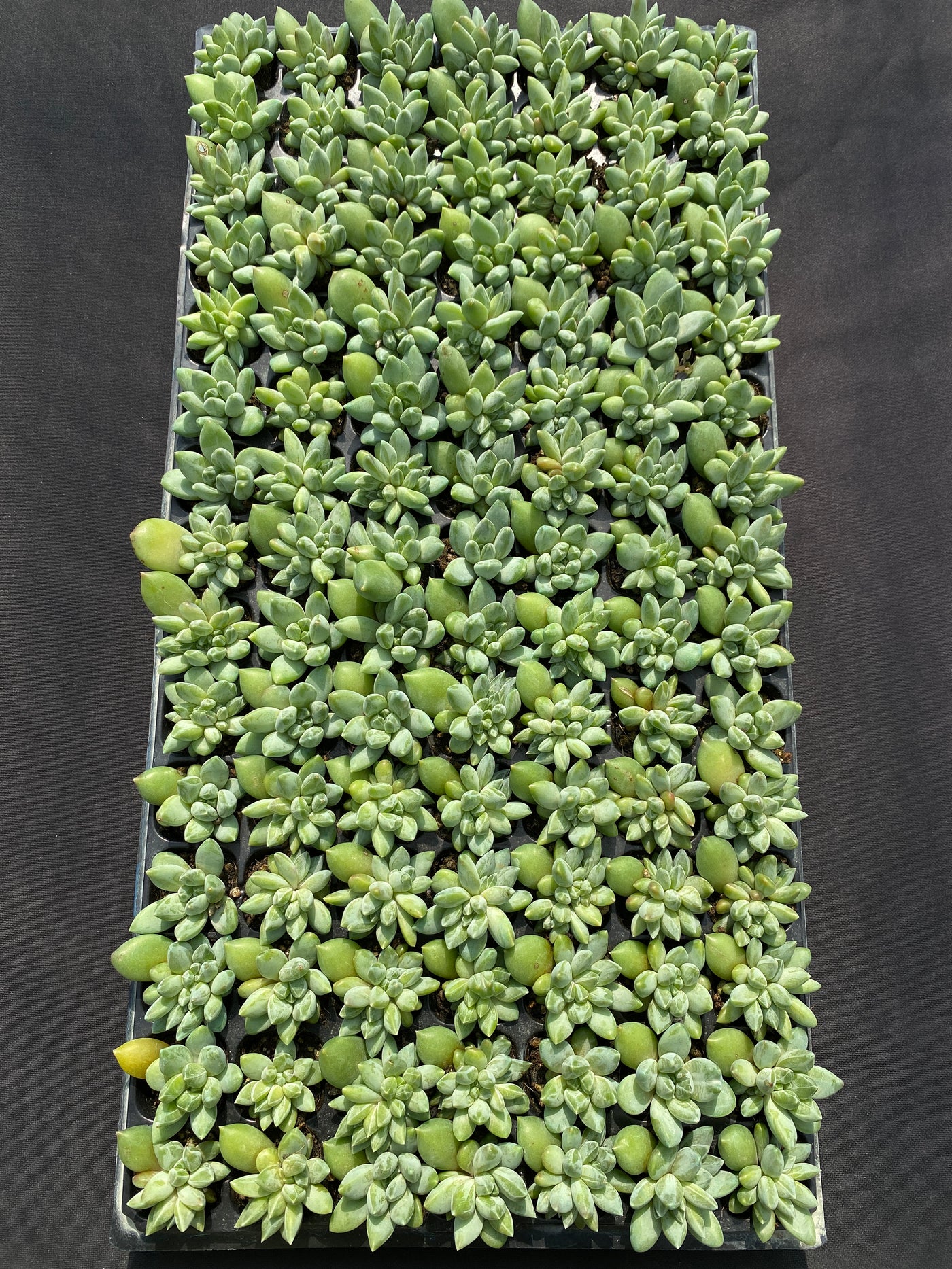 多肉植物 ウラクララ 105株セット 品番AB0141