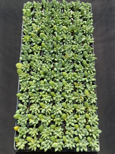 多肉植物 ウラクララ 105株セット 品番AB0141