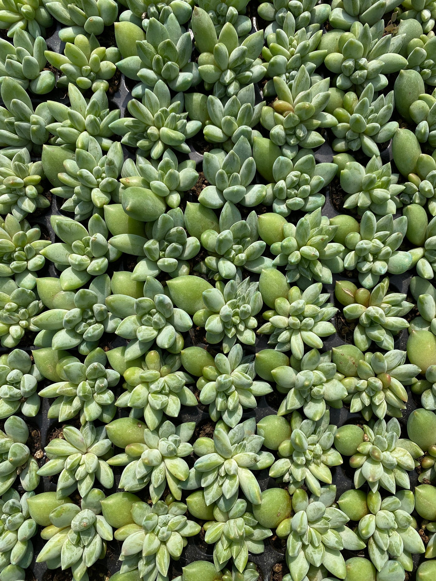 多肉植物 ウラクララ 105株セット 品番AB0141