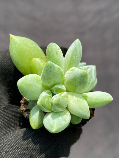多肉植物 ウラクララ 105株セット 品番AB0141