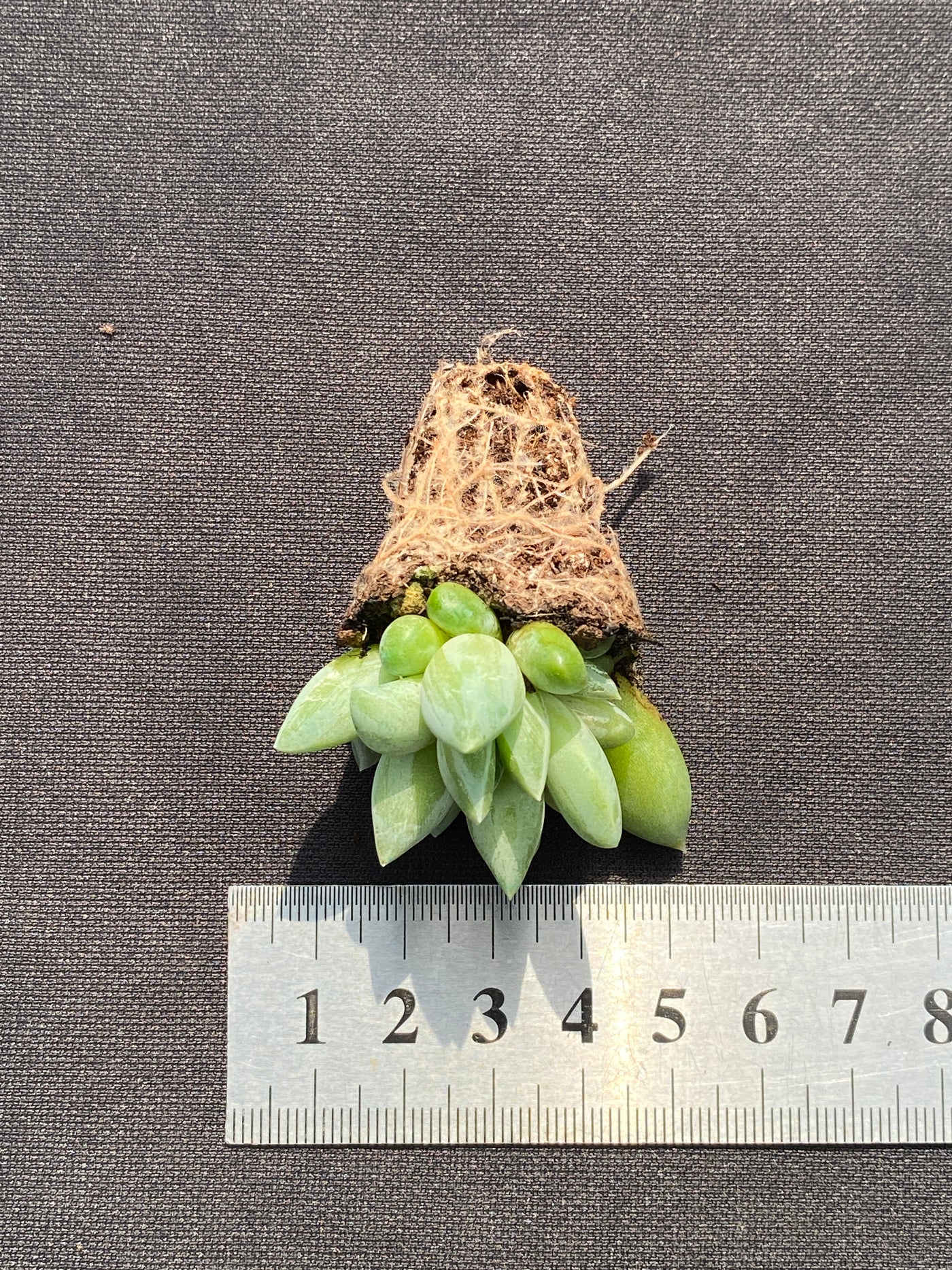 多肉植物 ウラクララ 105株セット 品番AB0141