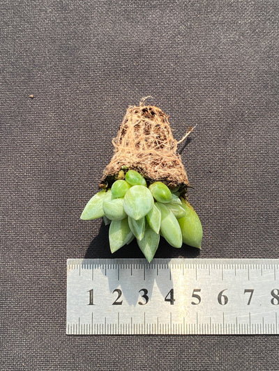 多肉植物 ウラクララ 105株セット 品番AB0141