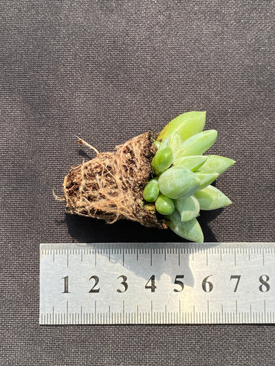 多肉植物 ウラクララ 105株セット 品番AB0141