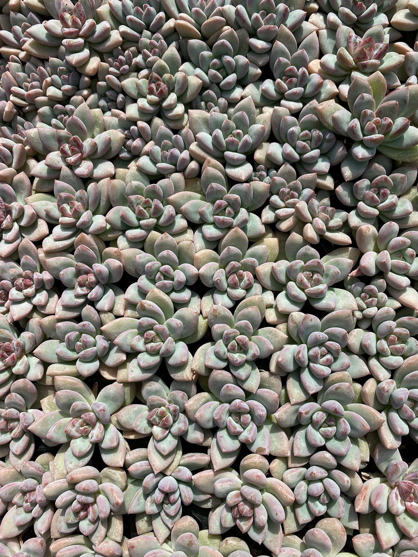 多肉植物 サクラユキ 105株セット 品番AB0134