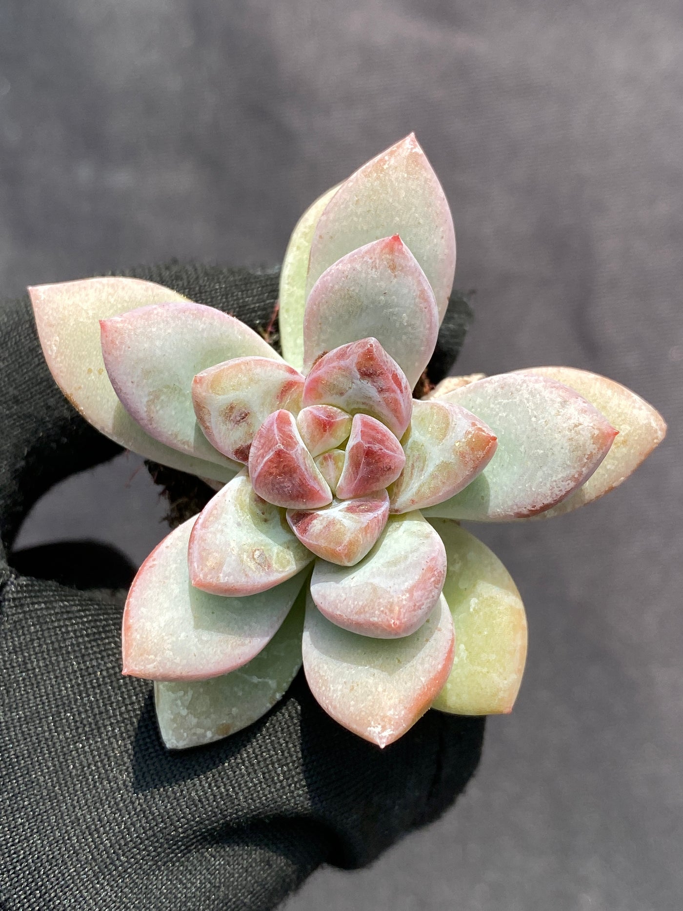 多肉植物 サクラユキ 105株セット 品番AB0134