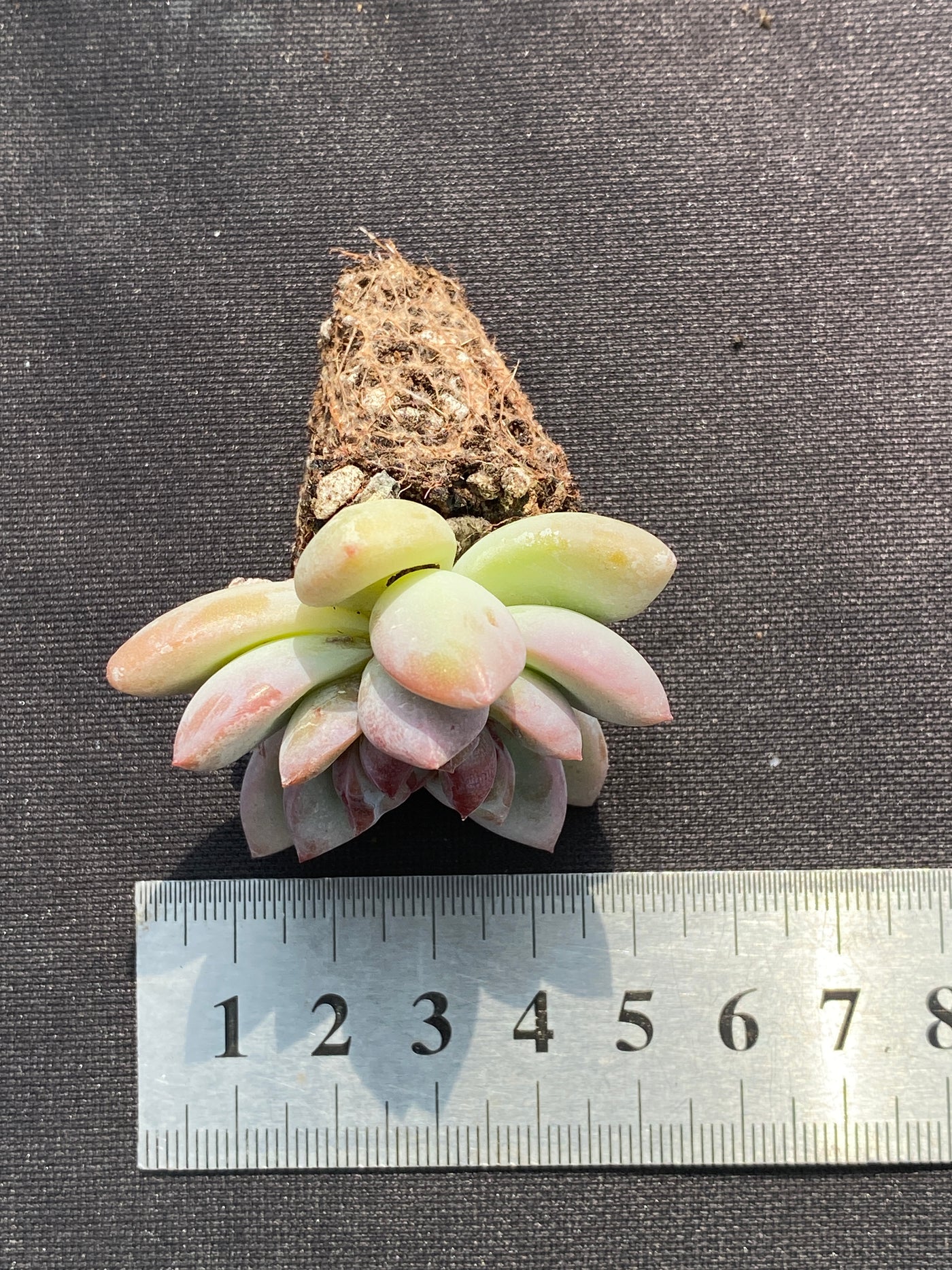 多肉植物 サクラユキ 105株セット 品番AB0134