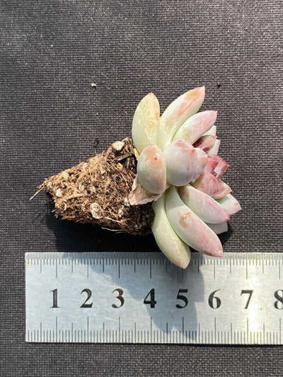 多肉植物 サクラユキ 105株セット 品番AB0134