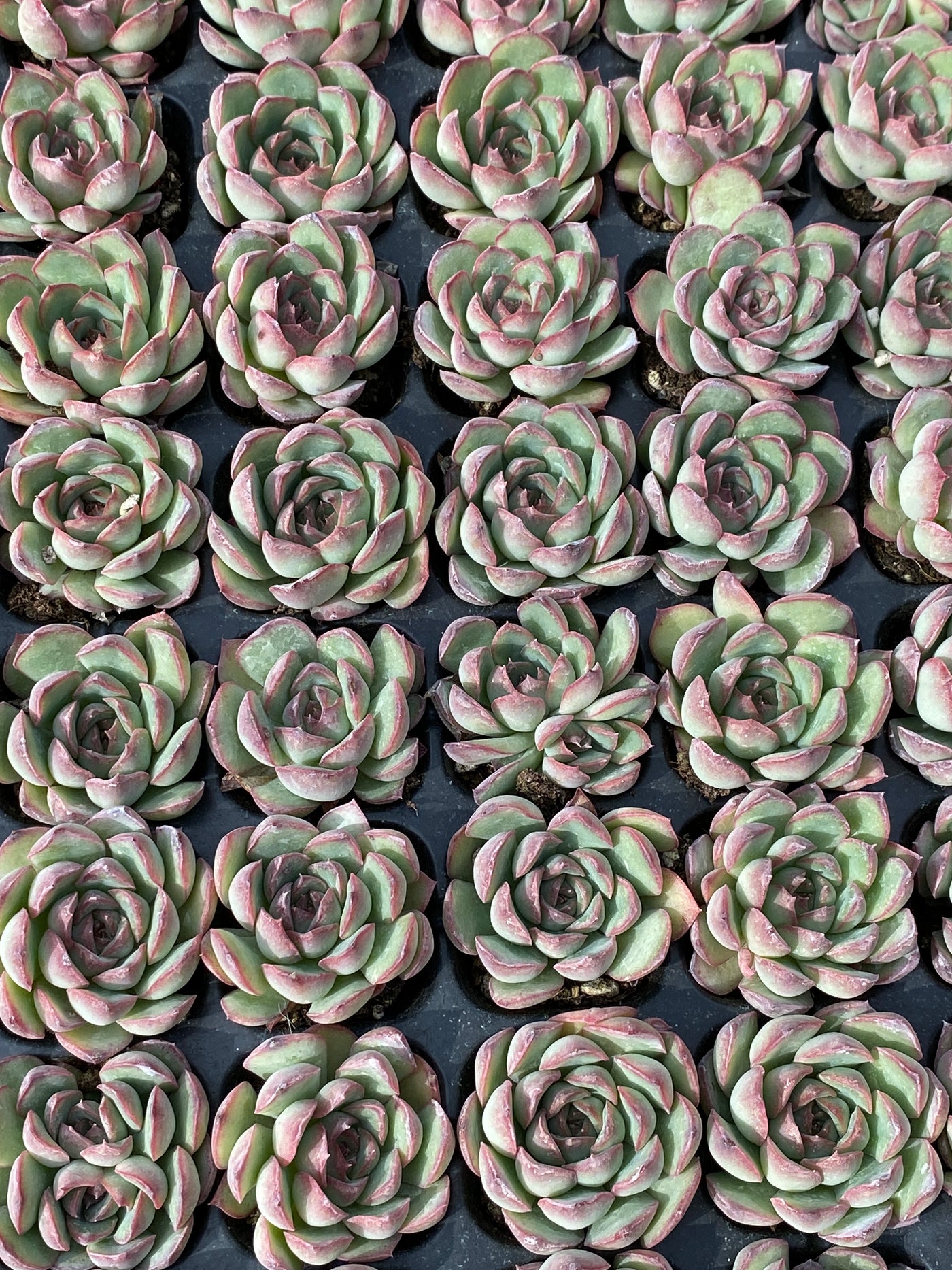 多肉植物 モーランド 105株セット 品番AB0159