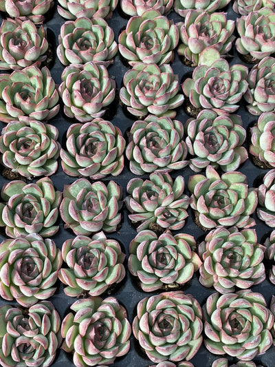 多肉植物 モーランド 105株セット 品番AB0159
