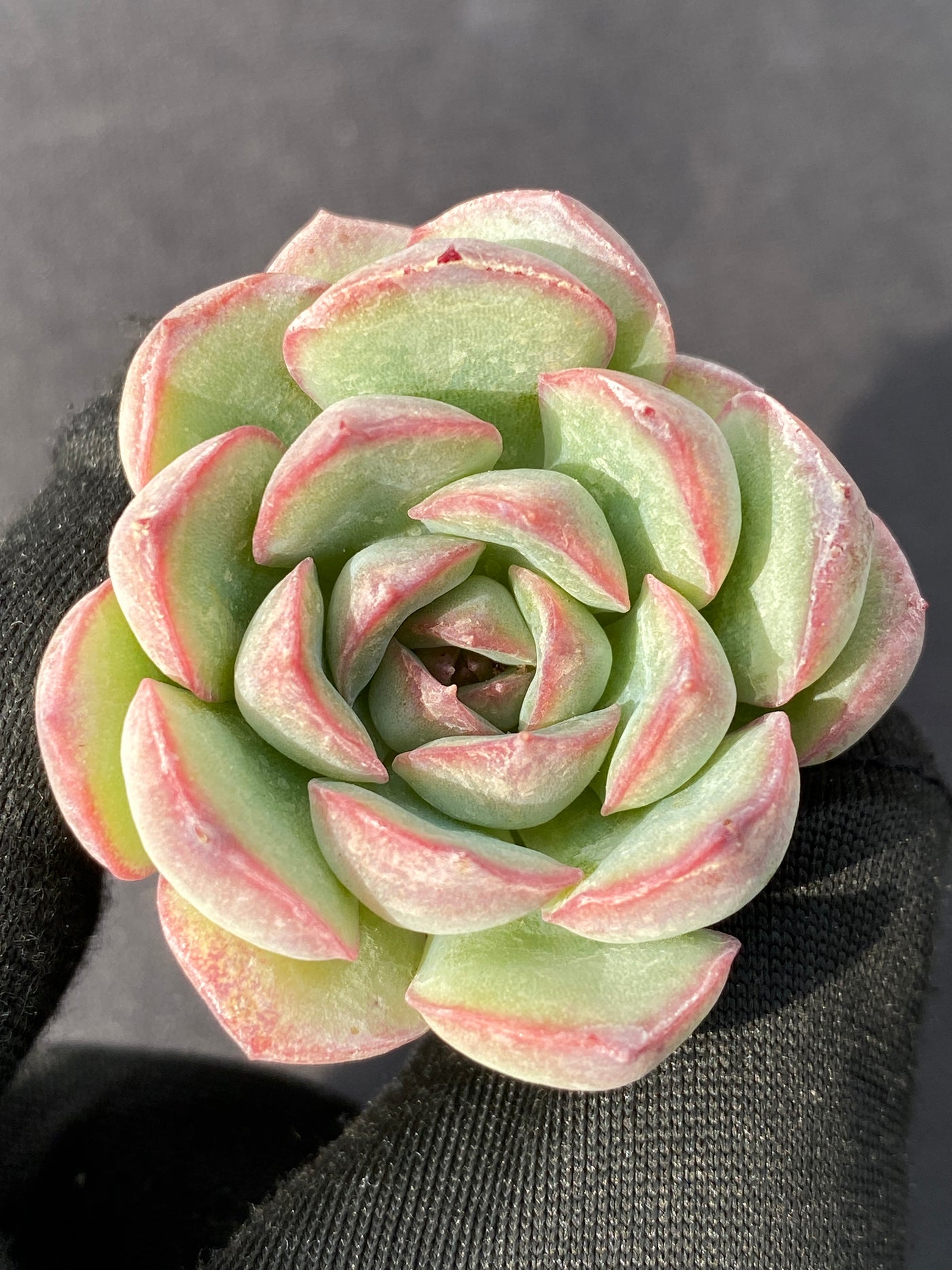 多肉植物 モーランド 105株セット 品番AB0159