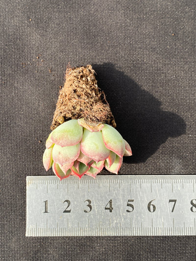 多肉植物 モーランド 105株セット 品番AB0159