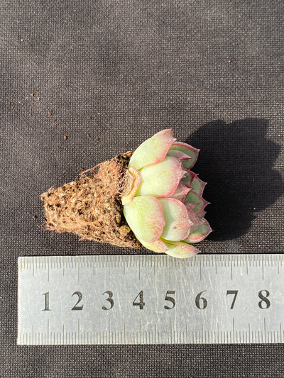 多肉植物 モーランド 105株セット 品番AB0159