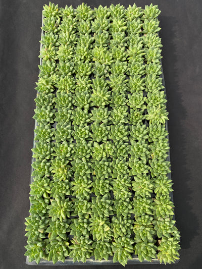 多肉植物 カコツブン 105株セット 品番AB0156