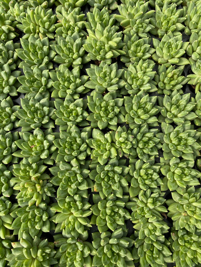 多肉植物 カコツブン 105株セット 品番AB0156