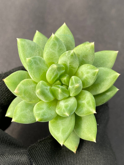 多肉植物 カコツブン 105株セット 品番AB0156