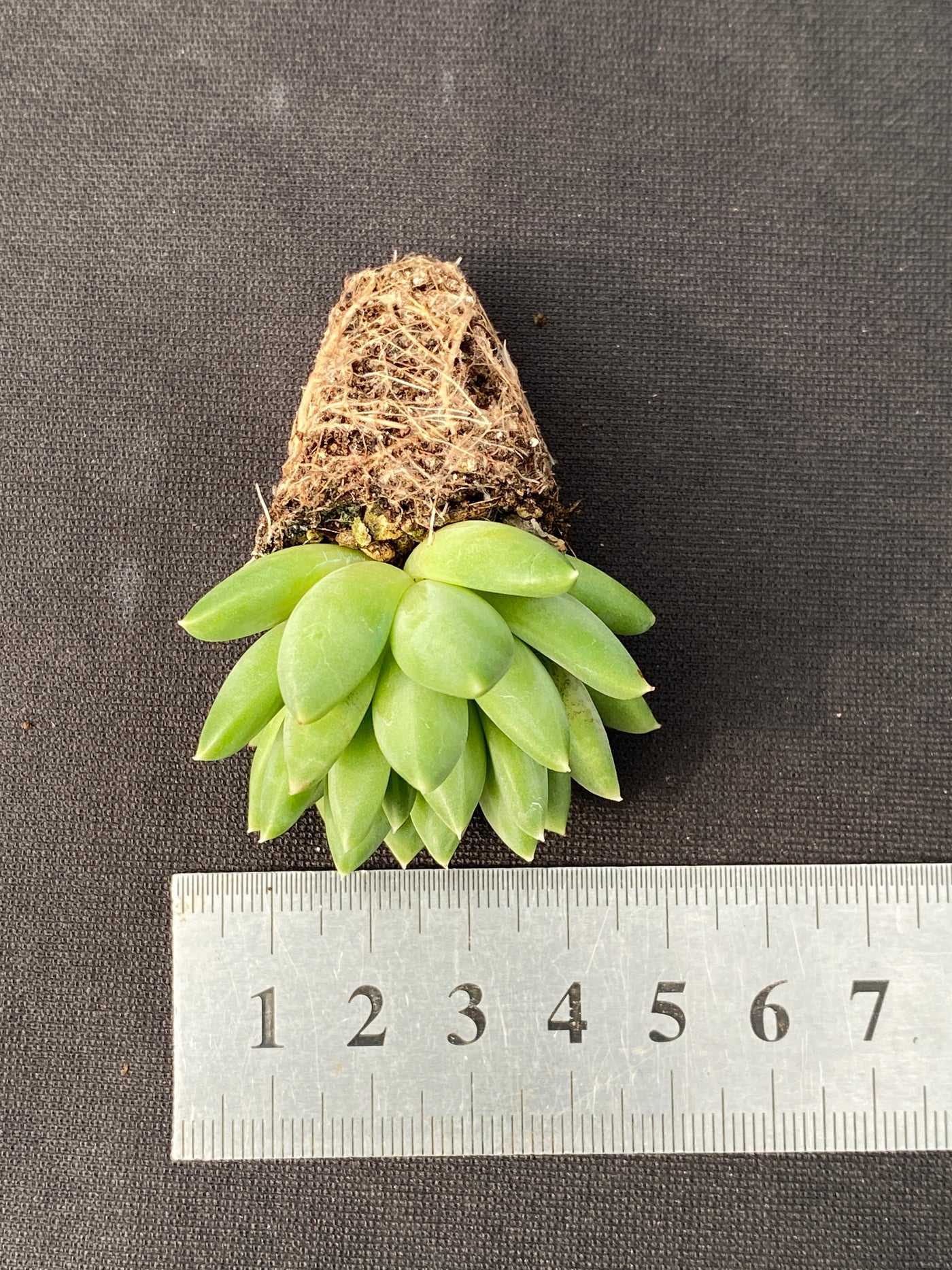 多肉植物 カコツブン 105株セット 品番AB0156