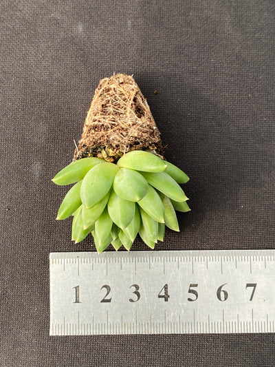 多肉植物 カコツブン 105株セット 品番AB0156