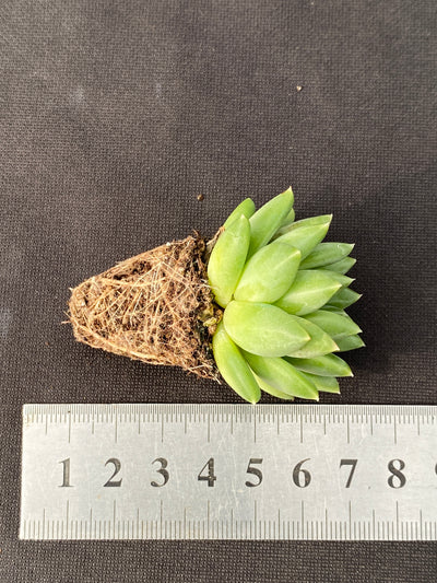 多肉植物 カコツブン 105株セット 品番AB0156